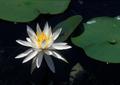 Photograph: [Waterlily on Daingerfield State Park Lake]