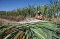 Photograph: [Henry Mallard loading sugar cane]
