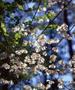 Primary view of [Dogwood tree white blooms at Daingerfield State Park]