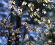 Primary view of [Dogwood tree blooms at Daingerfield State Park]