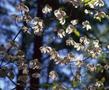 Primary view of [Dogwood tree blooms at Daingerfield State Park, 2]