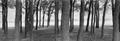 Thumbnail image of item number 1 in: '[Panoramic of trees around Benbrook  Lake]'.