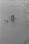 Photograph: [Young Woman Swimming at Seven Seas, 2]