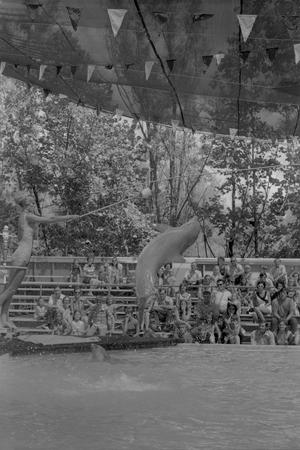 Primary view of object titled '[Dolphin show at Six Flags Over Texas in Arlington, 6]'.