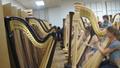 Photograph: [A row of people playing harps behind a second row of harps]