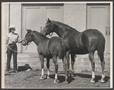 Thumbnail image of item number 1 in: '[A woman standing near two horses at a livestock show]'.
