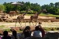 Primary view of [Giraffes walking in zoo]