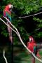 Photograph: [Parrots in tree at zoo]