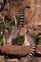 Primary view of [Lemurs sitting on rock]