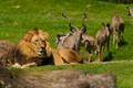 Primary view of [Lions and African kudus]