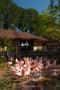 Photograph: [Flamingos inside zoo]