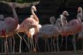 Primary view of [Flamingos standing by pool]