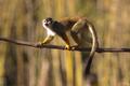 Photograph: [Monkey on a branch]