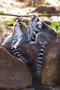 Photograph: [Lemurs on a rock in zoo]