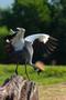 Photograph: [Grey crane preparing for flight]
