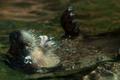 Photograph: [Otter swimming in zoo]