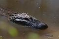 Thumbnail image of item number 1 in: '[Alligator in zoo]'.