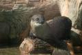 Photograph: [Otter on a log]