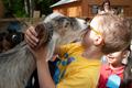 Primary view of [Goat licking child's face]