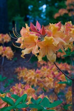 Primary view of object titled '[Azalea Garden in Full Bloom: A Captivating Retreat at Stephen F. Austin State University Arboretum]'.