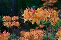 Photograph: [Vibrant Yellow and Pink Azaleas: A Splash of Color at Stephen F. Aus…