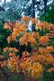 Thumbnail image of item number 1 in: '[Burst of Colors: Vibrant Azaleas at Stephen F. Austin State University Arboretum]'.