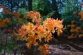 Primary view of [Blooming Beauty: Vibrant Azaleas at Stephen F. Austin State University Arboretum]