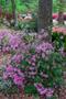 Photograph: [Azalea Splendor: Stephen F. Austin State University Arboretum's Colo…