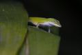 Photograph: [The Green Anole: A Versatile and Colorful Lizard]