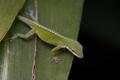 Photograph: [Discover the Green Anole: A Color-Changing Marvel of the Southeaster…