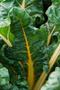 Primary view of [Bright and Nutritious: Swiss Chard at Stephen F. Austin State University Arboretum]