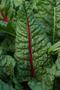 Primary view of [Colorful Delights: Swiss Chard at Stephen F. Austin State University Arboretum]