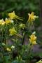 Primary view of [Hinckley's Golden Columbine: A Rare Beauty of the Sierra Vieja Mountains]