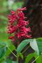 Primary view of [Red Buckeye: A Stunning Spring Display in the Arboretum]