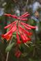 Photograph: [Coral Honeysuckle - Nature's Colorful Elegance in East Texas]