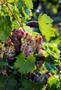 Primary view of [Nurturing Nature's Bounty: Grapes at Kiepersol Vineyard & Winery]