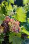 Photograph: [Vineyard's Abundance: Grapes at Kiepersol Winery]
