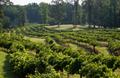 Thumbnail image of item number 1 in: '[Nature's Abundance: Lush Vineyards at Kiepersol Winery]'.