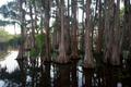 Photograph: [Majestic Bald Cypress Trees of Caddo Lake State Park]