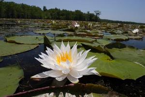 Primary view of object titled '[Tranquil Beauty: American White Water-Lily on Caddo Lake]'.