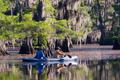 Photograph: [Kayaking Adventure Amidst the Bald Cypress Trees]