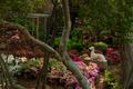 Photograph: [Azalea garden with dog statue]