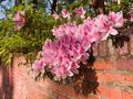 Primary view of [Pink azaleas on brick wall]