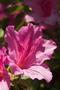 Photograph: [Close up of pink azalea]
