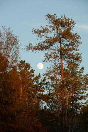 Primary view of object titled '[Mystical Moonrise: Nature's Canvas at Faulkner Park]'.