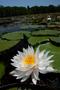 Primary view of [Flower in pond]