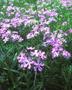 Primary view of [Wild Beauty Along TX-11: The Enchanting Phlox]