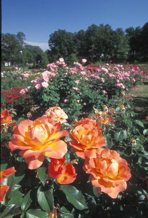 Primary view of object titled '[A Kaleidoscope of Colors: Amidst the Rose Garden Splendor]'.