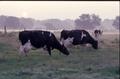 Primary view of [Cows grazing at sunrise]