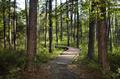 Thumbnail image of item number 1 in: '[Trail through Big Thicket National Preserve]'.